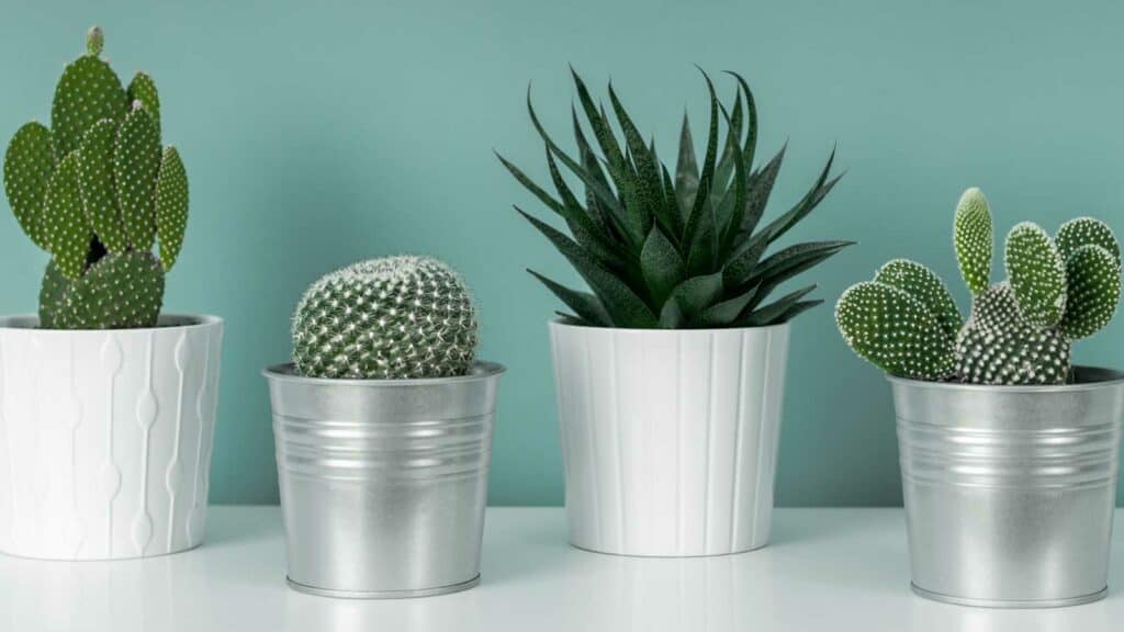 Desk plants that don't need sunlight